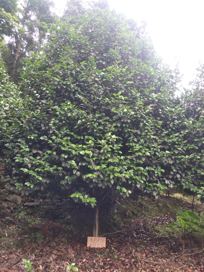 茶花，山茶花，高杆，茶花，四川宜宾茶花种植基地