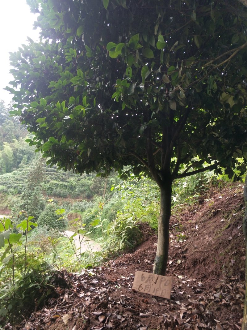 茶花，山茶花，高杆，茶花，四川宜宾茶花种植基地