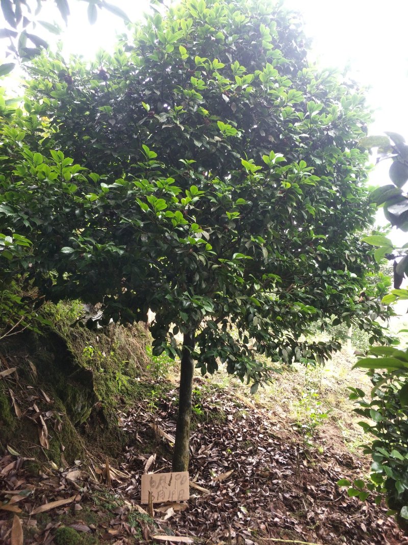 茶花，山茶花，高杆，茶花，四川宜宾茶花种植基地