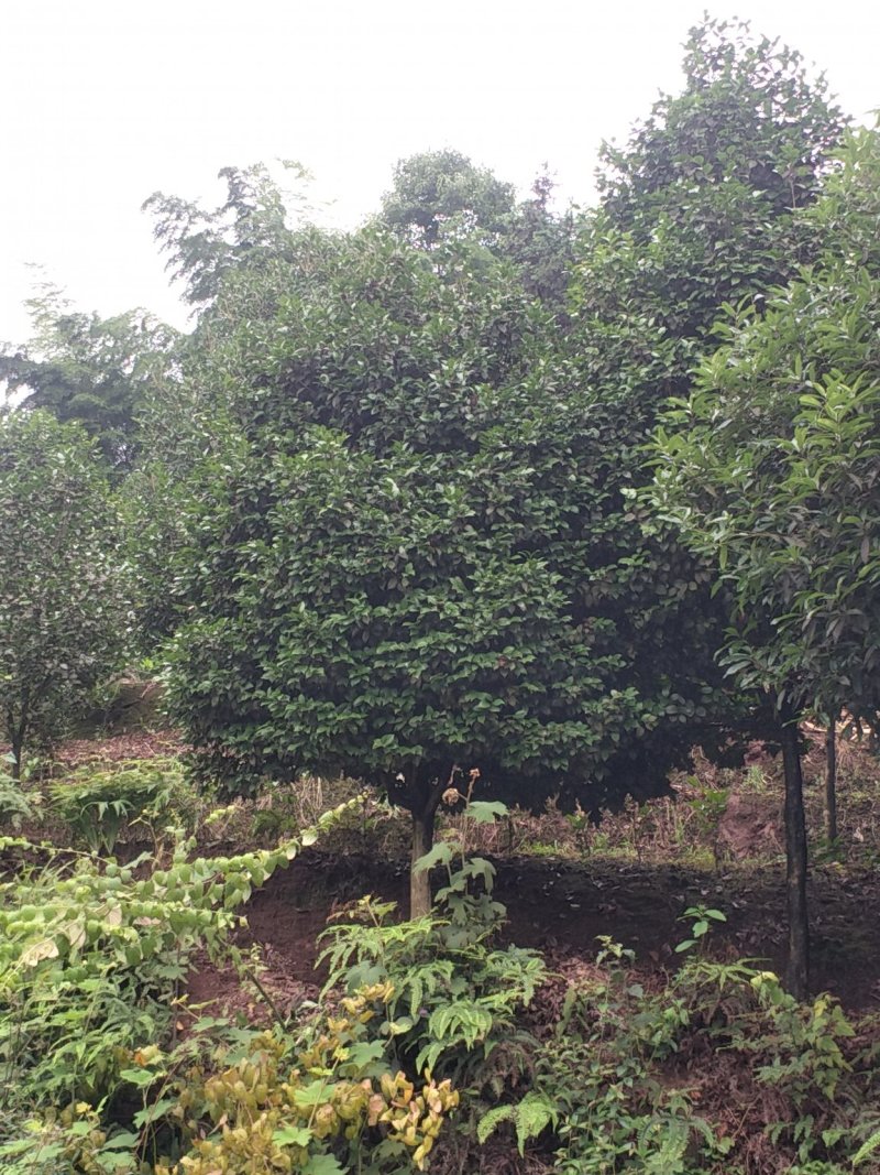 茶花，山茶花，高杆，茶花，四川宜宾茶花种植基地