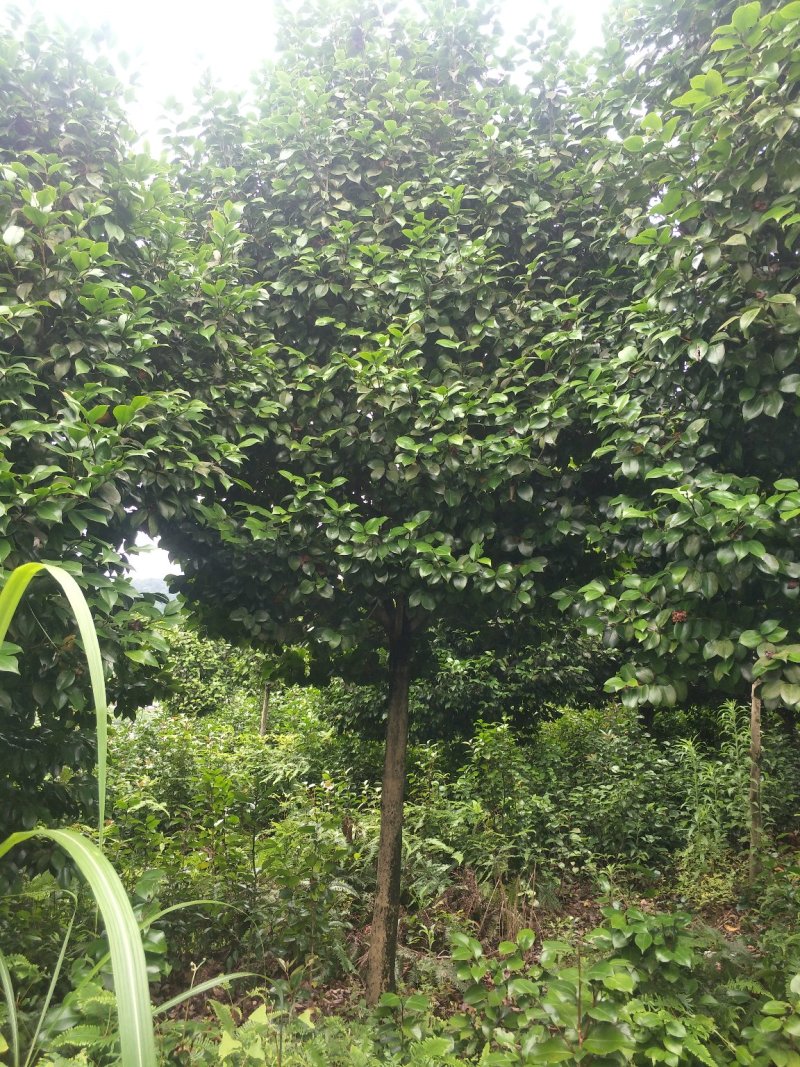 茶花，山茶花，高杆，茶花，四川宜宾茶花种植基地