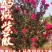 【年终大促】从生天鹅绒紫薇紫薇球紫薇苗独杆大量供应