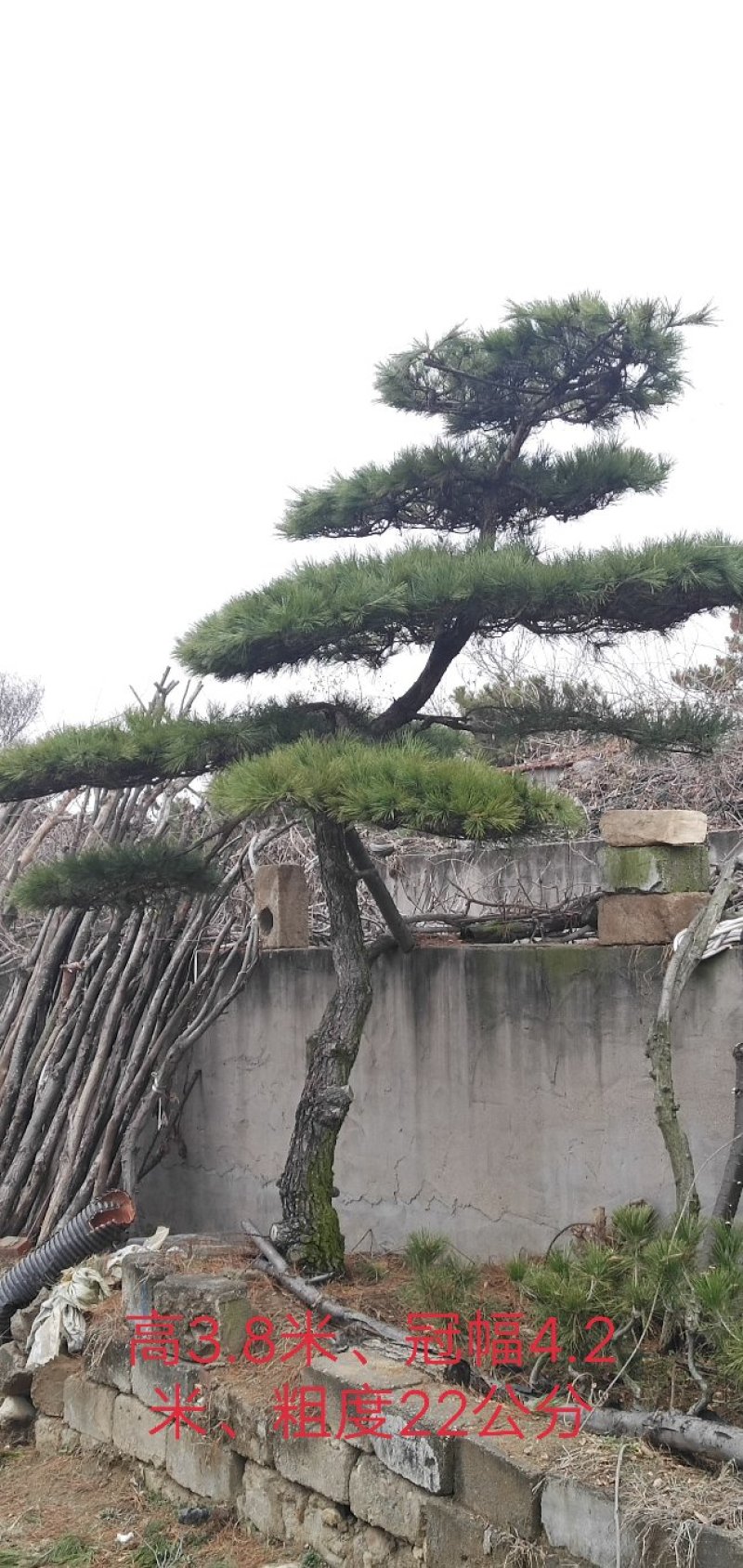 造型松造型景松造型黑松泰山景松