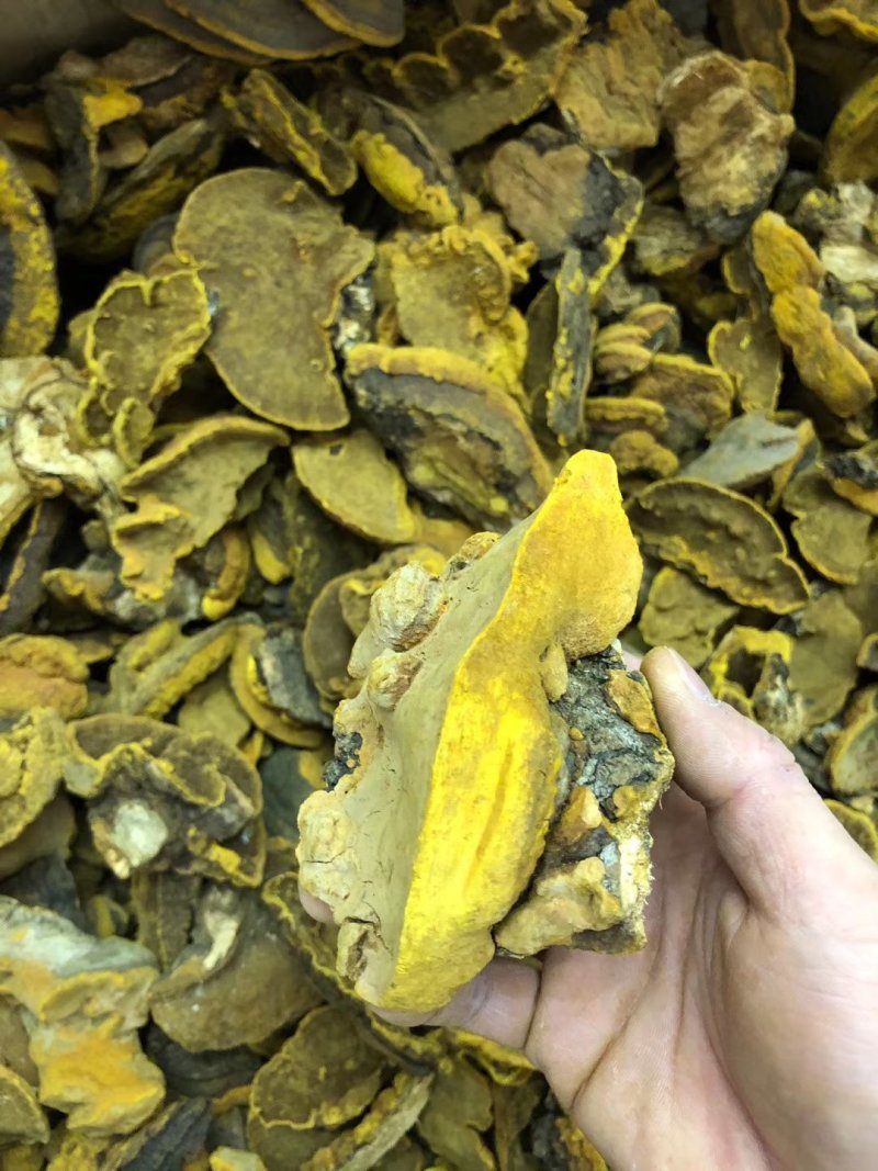 桑黄桑寄生西藏金边桑黄不是几十块的朝鲜货西藏金边
