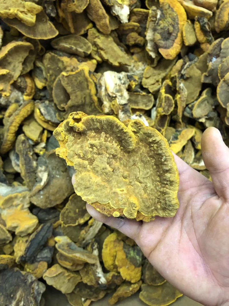桑黄桑寄生西藏金边桑黄不是几十块的朝鲜货西藏金边