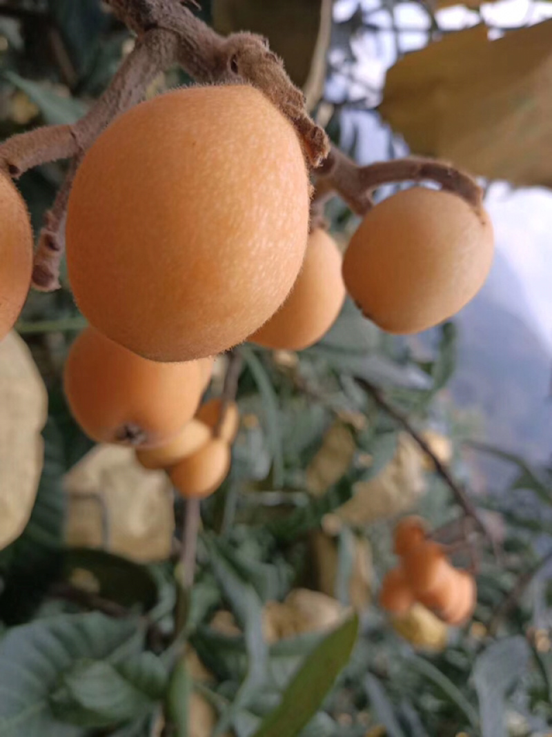 云南高山甜枇杷枇杷