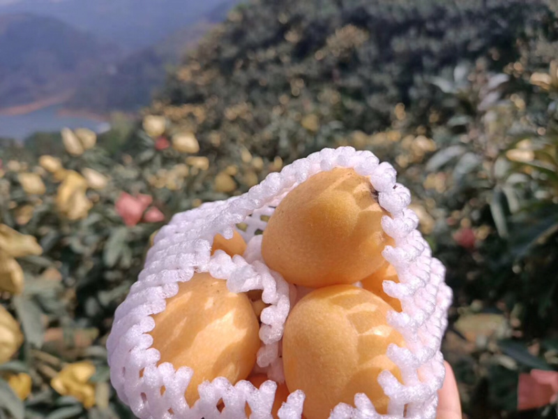 云南高山甜枇杷枇杷