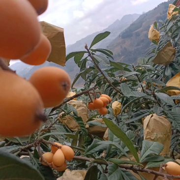 云南高山甜枇杷枇杷