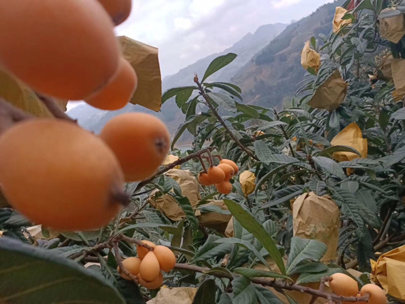 云南高山甜枇杷枇杷