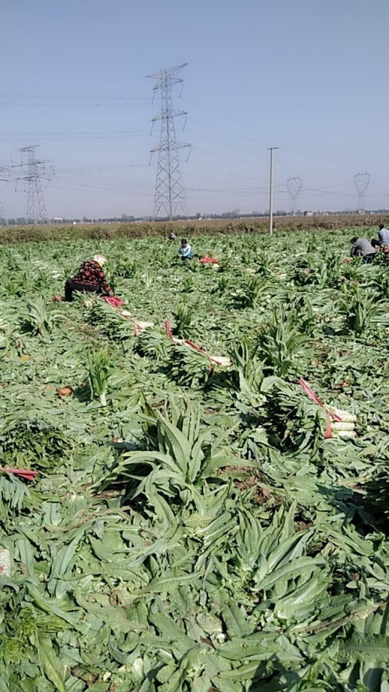 优质莴笋大量上市有要的连系