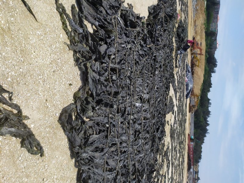 【食堂专用】包运费！泡水福建海带长丝干海带厂家直销，