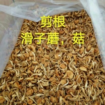 滑子菇干品，一手货源产地直销，