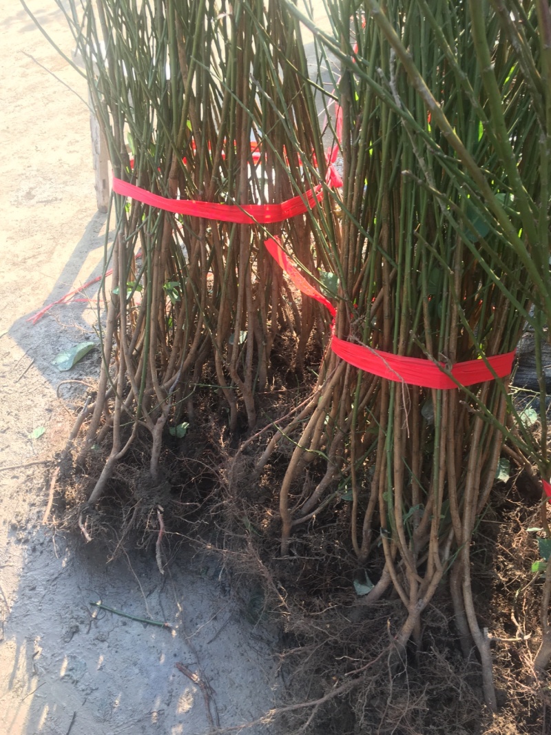梅花树苗腊梅盆栽浓香型红梅绿梅小苗耐寒花卉阳台绿植