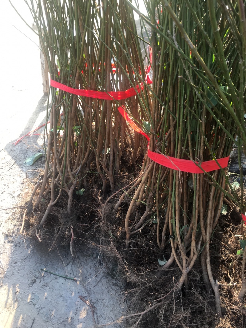 梅花树苗腊梅盆栽浓香型红梅绿梅小苗耐寒花卉阳台绿植