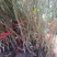 梅花树苗腊梅盆栽浓香型红梅绿梅小苗耐寒花卉阳台绿植