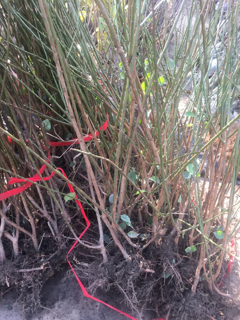 梅花树苗腊梅盆栽浓香型红梅绿梅小苗耐寒花卉阳台绿植