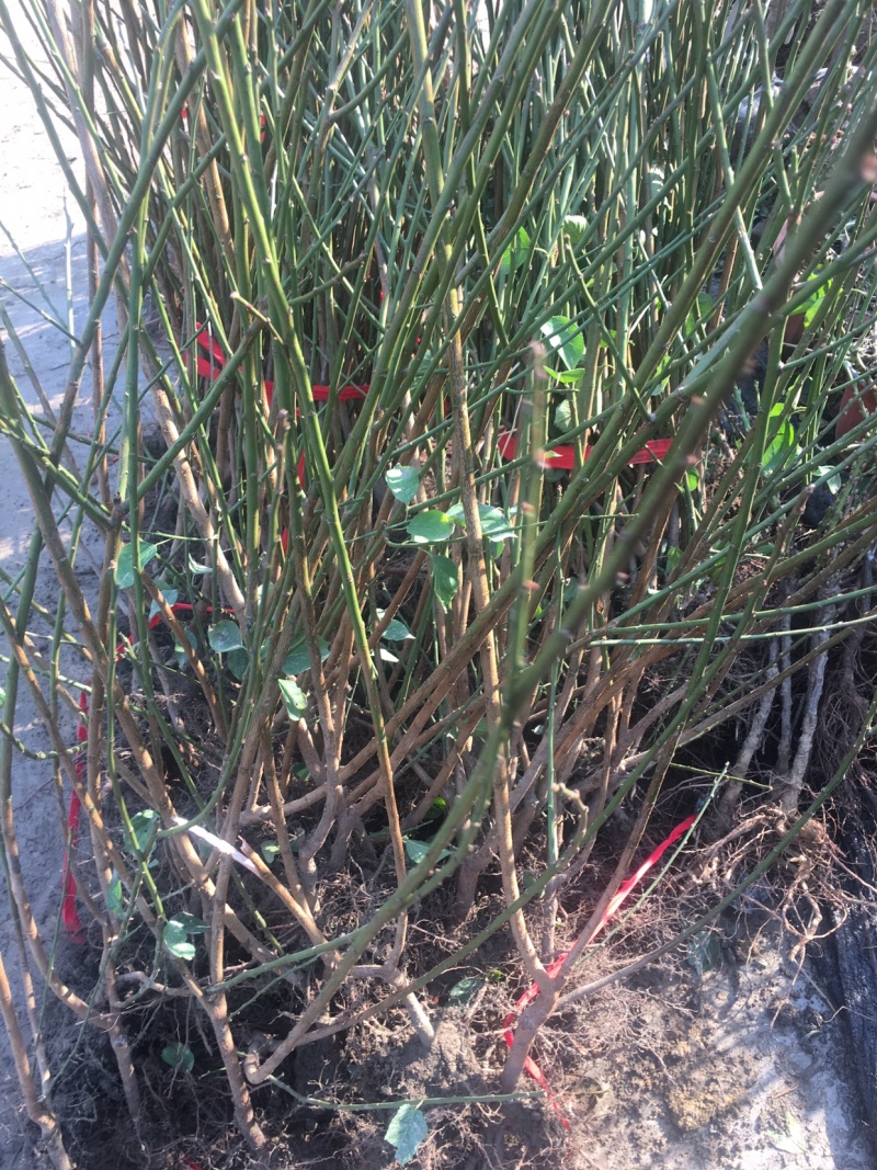 梅花树苗腊梅盆栽浓香型红梅绿梅小苗耐寒花卉阳台绿植