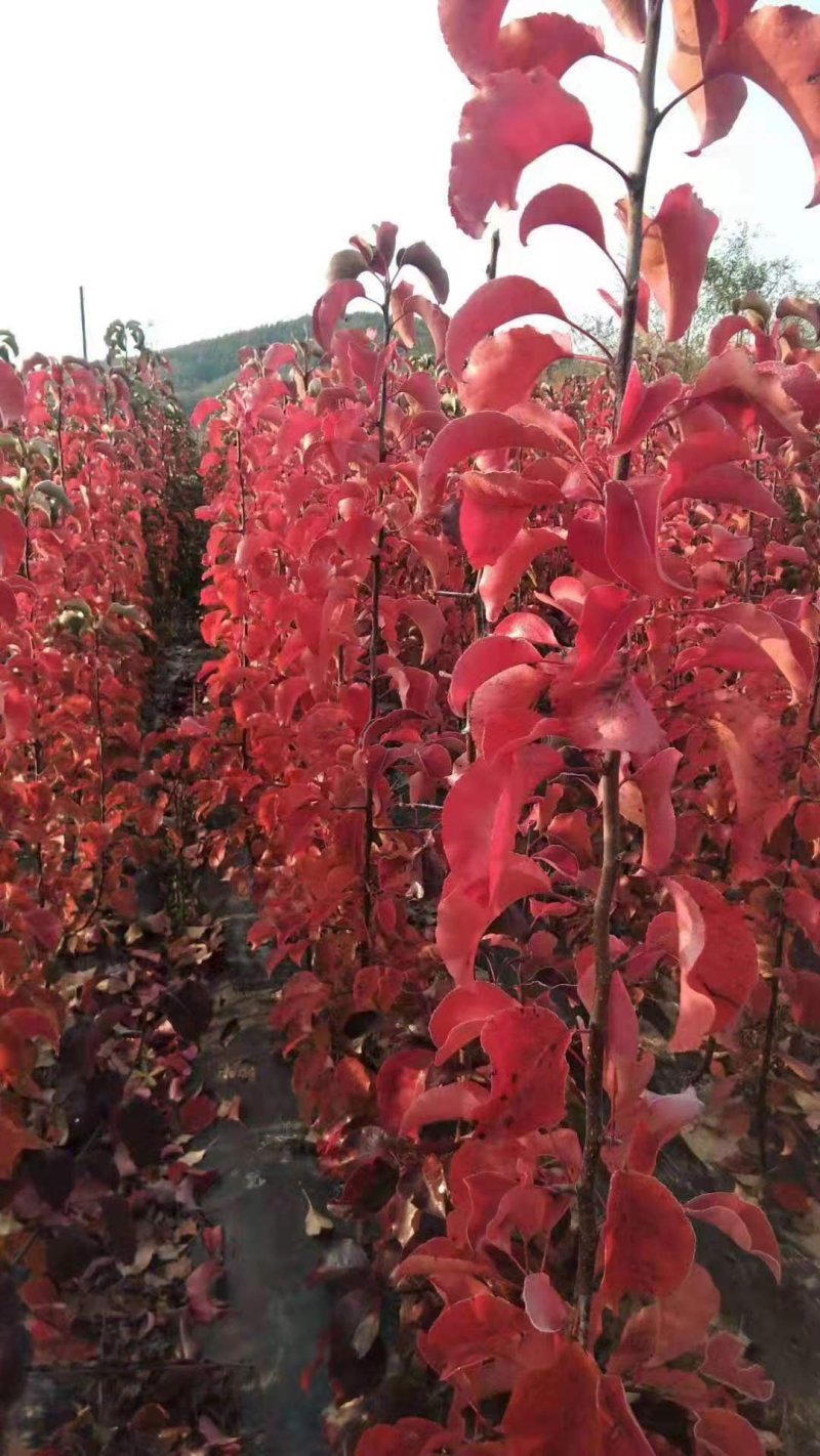 彩叶豆梨秋火焰包纯度包成活率
