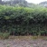 桂花树八月桂金桂基地直销无中间商量大从优