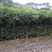 桂花树八月桂金桂基地直销无中间商量大从优