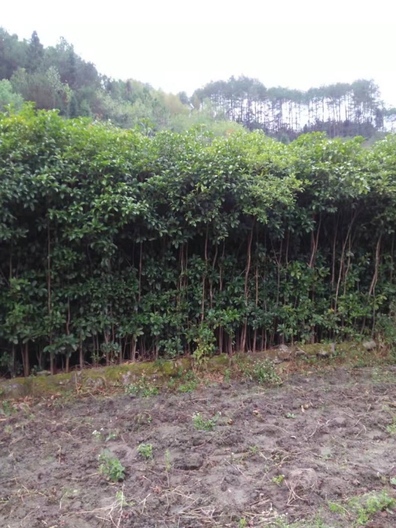 桂花树八月桂金桂基地直销无中间商量大从优