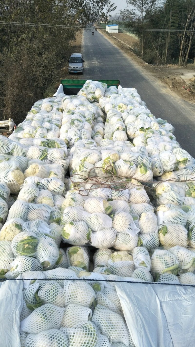 【品质】湖北省天门市，基地货，花耶菜散菜花，结花大量上市