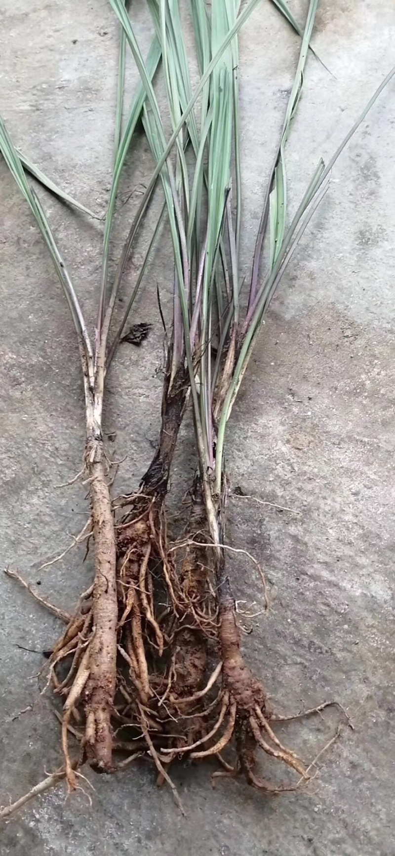 新鲜云南本地野生仙茅