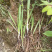 新鲜云南本地野生仙茅