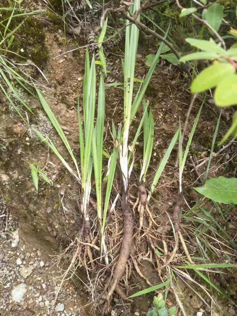 新鲜云南本地野生仙茅
