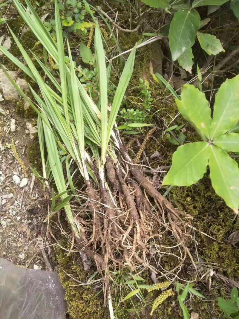 新鲜云南本地野生仙茅