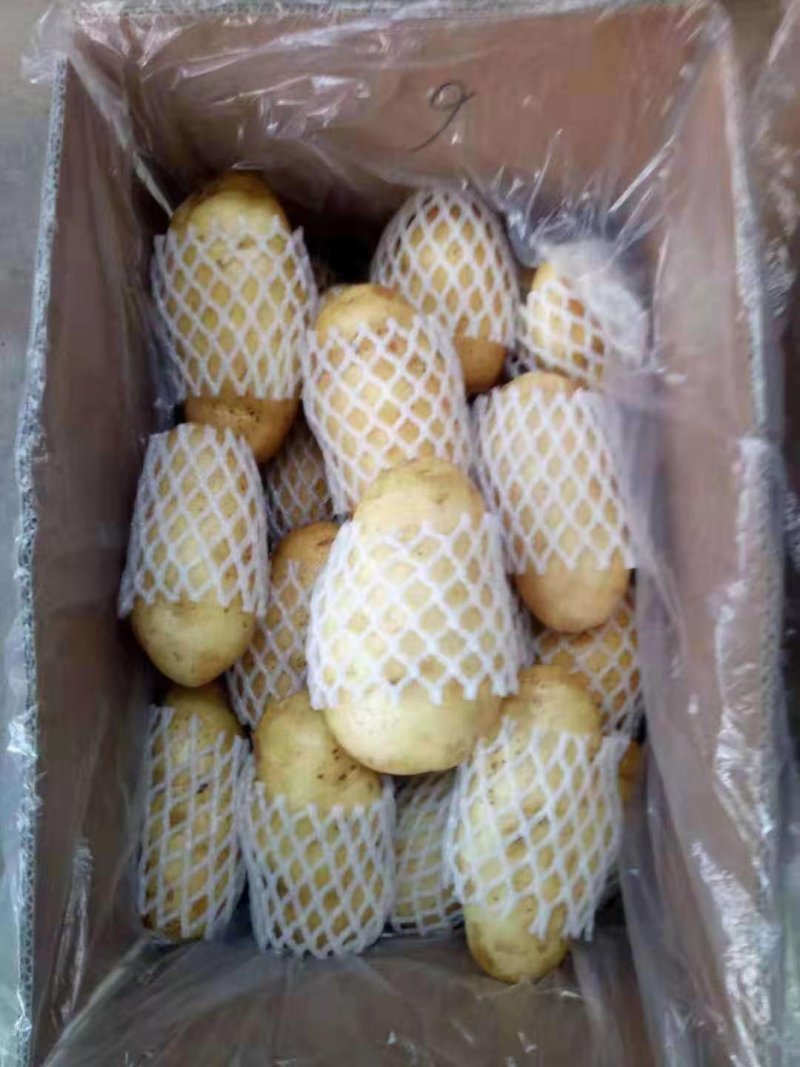 冷库荷兰十五土豆大量销售全国发货，价格不高，一手货源