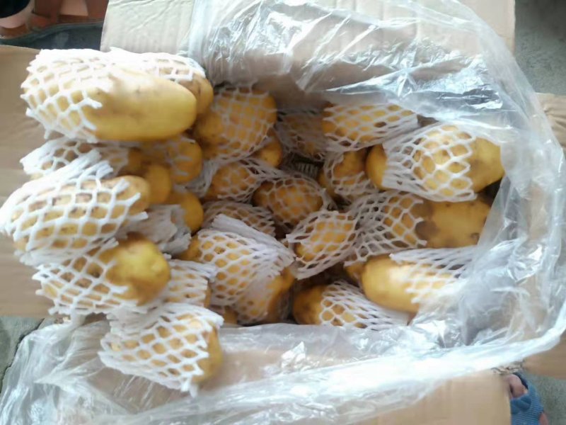 冷库荷兰十五土豆大量销售全国发货，价格不高，一手货源