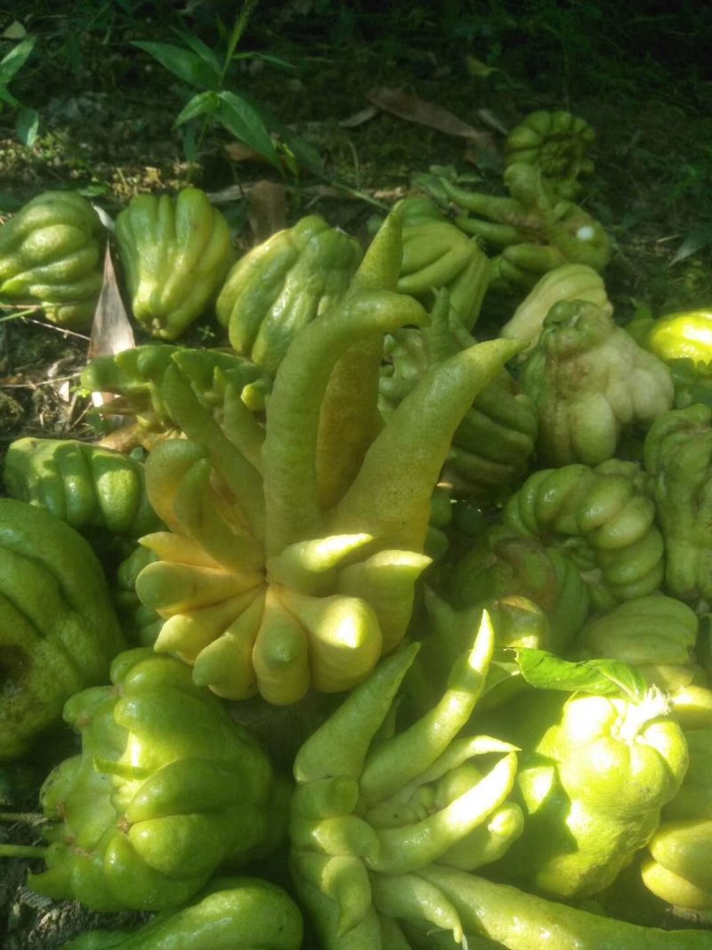 广西贺州昭平县木格乡招林佛手瓜种植园能入药能食用