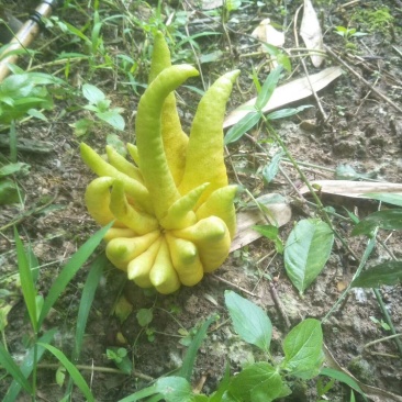 广西贺州昭平县木格乡招林佛手瓜种植园能入药能食用