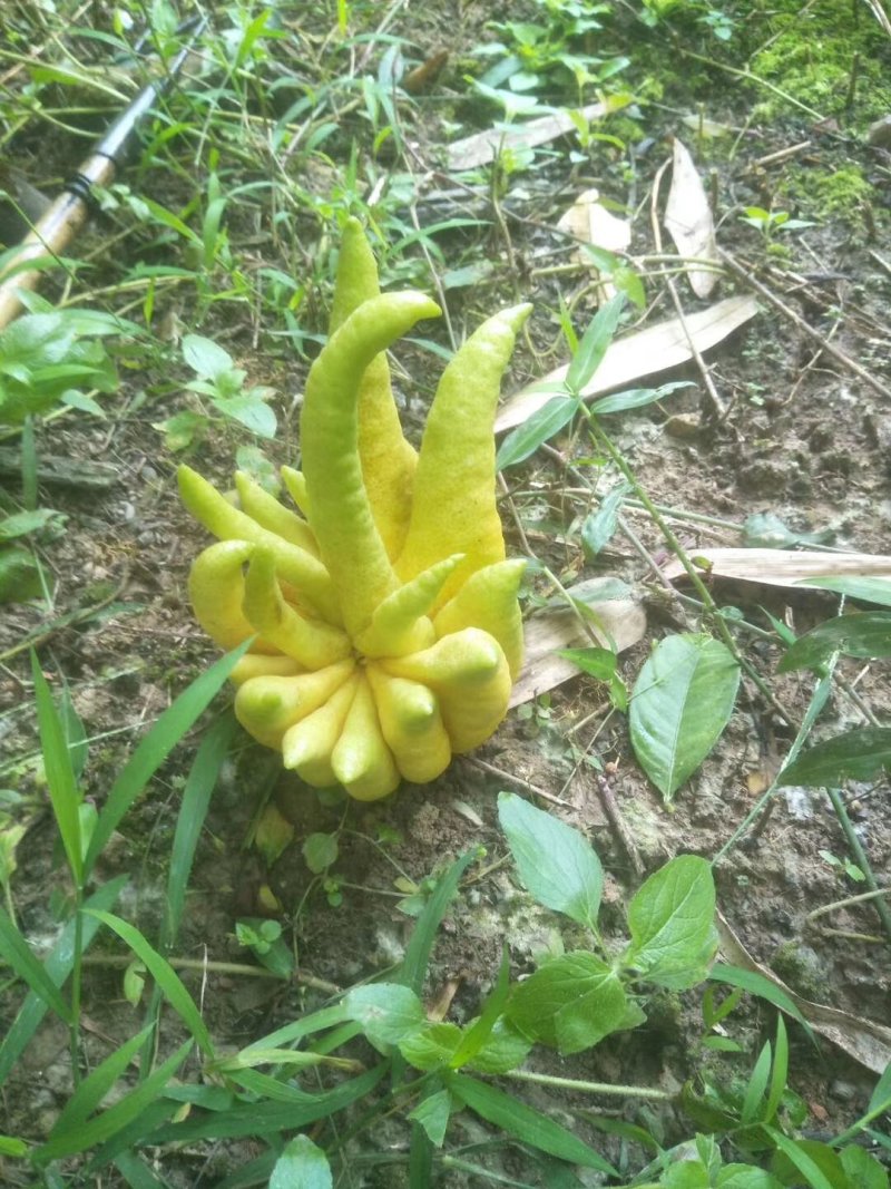 广西贺州昭平县木格乡招林佛手瓜种植园能入药能食用