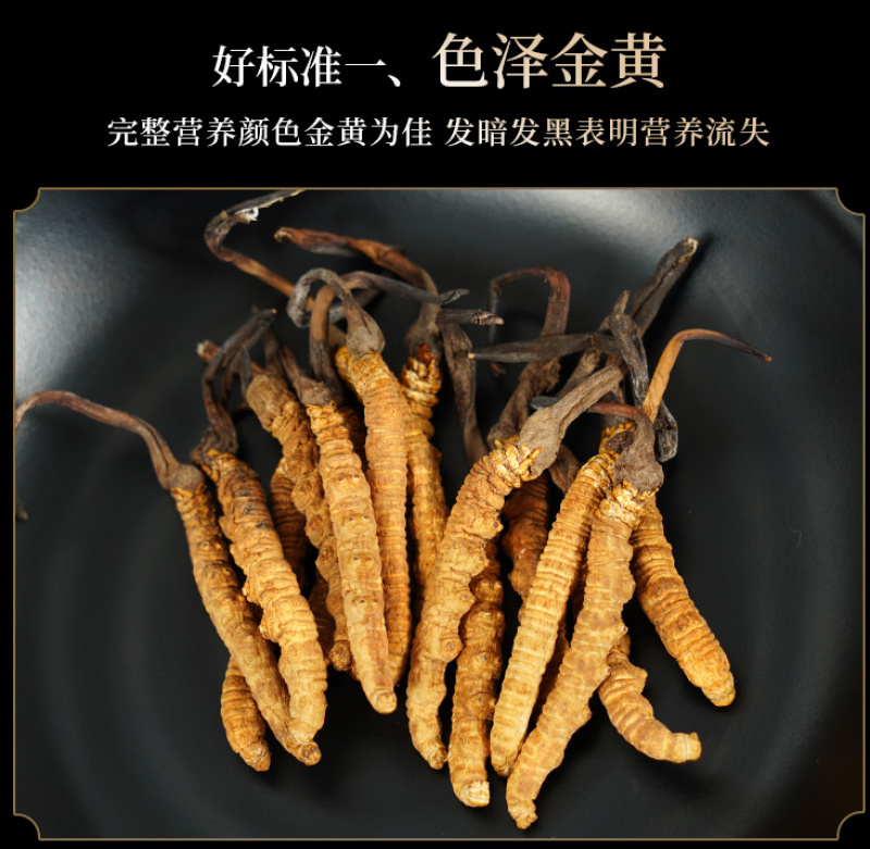西藏野生冬虫夏草包邮