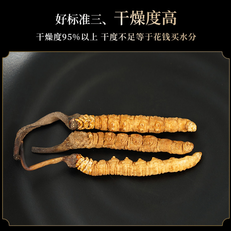 西藏野生冬虫夏草包邮