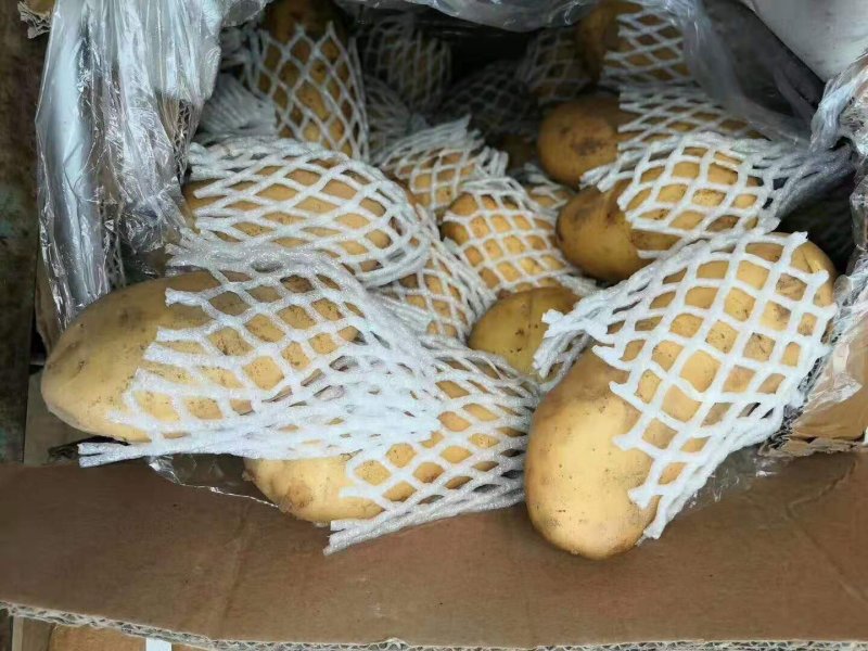 冷库黄心荷兰土豆大量出库，货源充足，全国发货，质量保证，