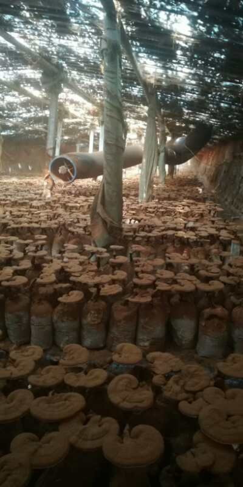 【精品】单棵灵芝盆景片全国供应产地直销质优价廉欢迎下单