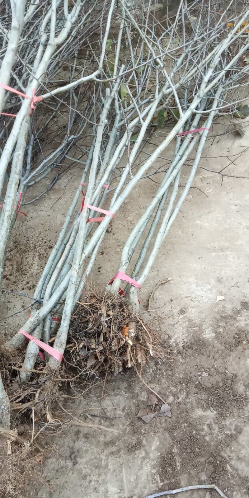 板栗苗板栗成苗板栗嫁接品种保证纯度保湿邮寄