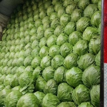 甘蓝8398，精品暖棚菜，质量好，价格低
