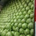 甘蓝8398，精品暖棚菜，质量好，价格低