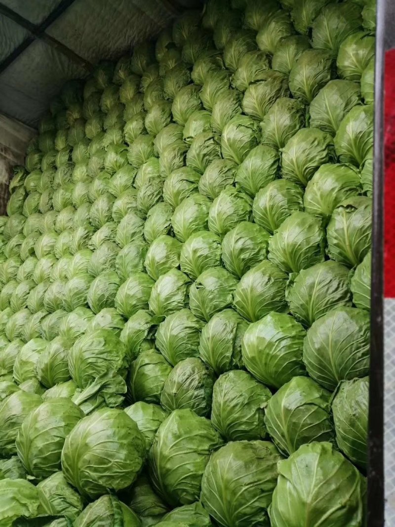 甘蓝8398，精品暖棚菜，质量好，价格低