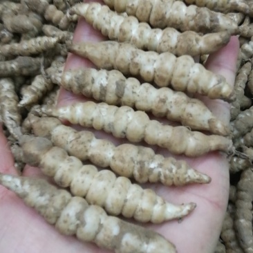 鲜虫草，低价批发有货，跑量