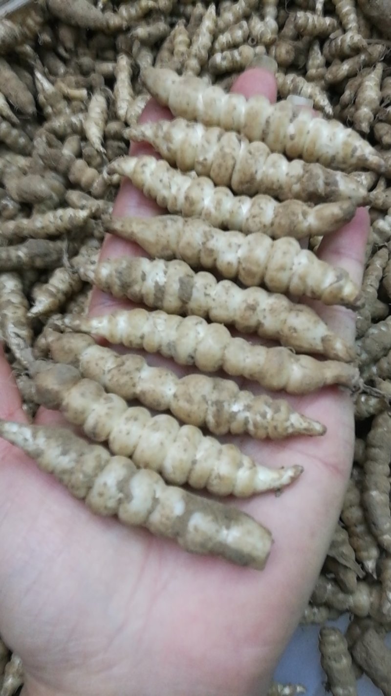 鲜虫草，低价批发有货，跑量