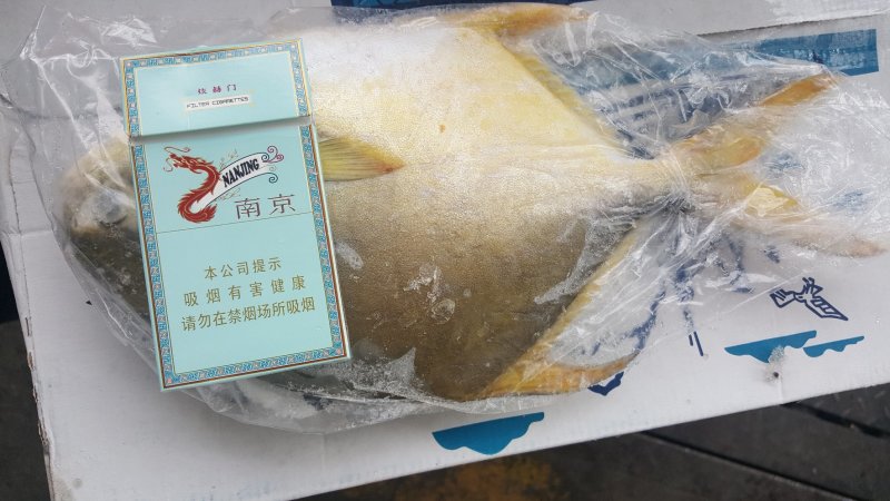 国产金鲳鱼鲳鱼单冻独立包装单冻金鲳常年供货常年供货