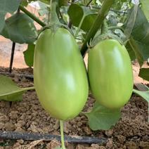 【优质】法国绿茄王郑茄一号特色绿色茄子种子