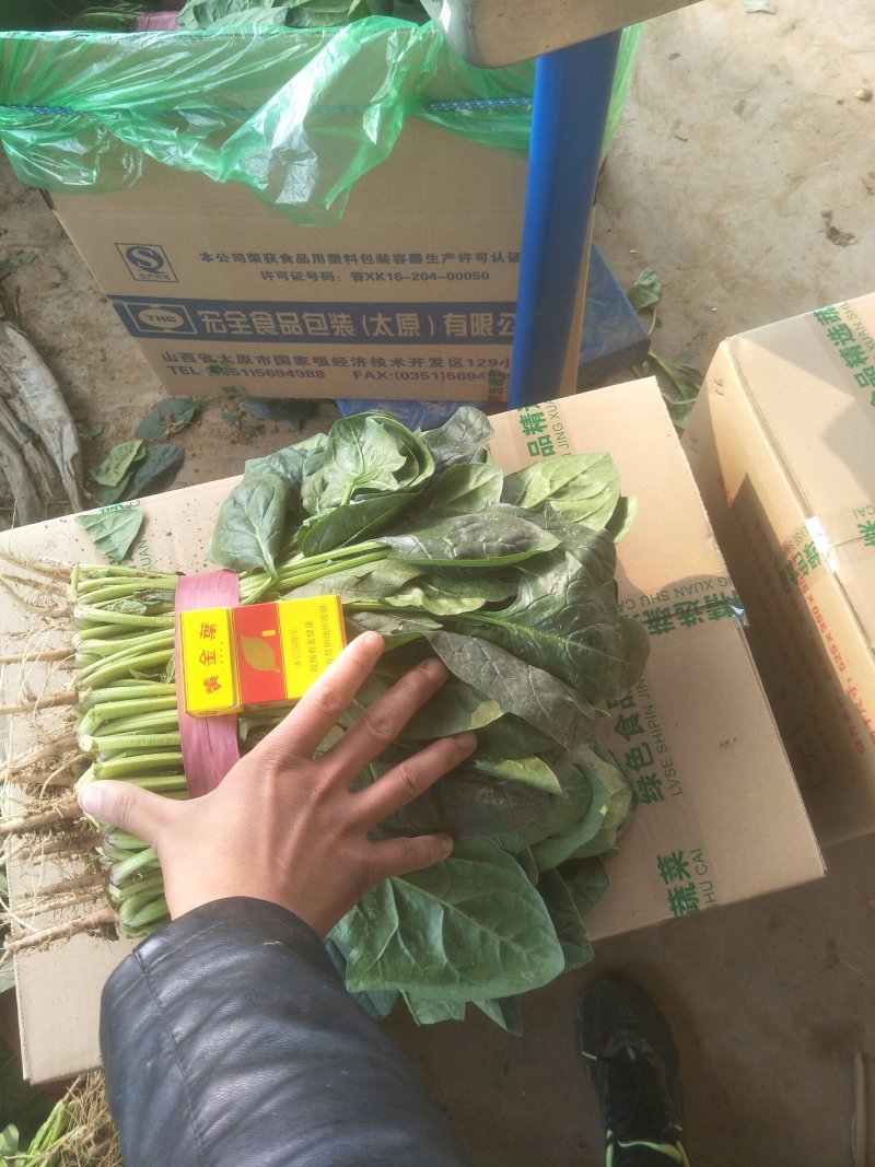 菠菜，精品菠菜，常年有货，可供全国各地大小市场和超市。