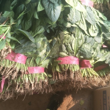 菠菜，精品菠菜，常年有货，可供全国各地大小市场和超市。
