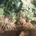 菠菜，精品菠菜，常年有货，可供全国各地大小市场和超市。